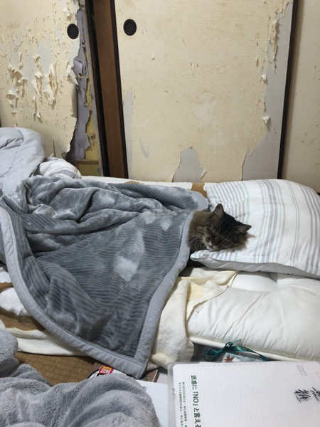 実家の猫様写真
