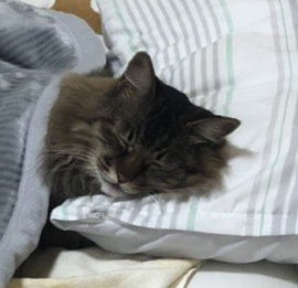 実家の猫様写真アップ