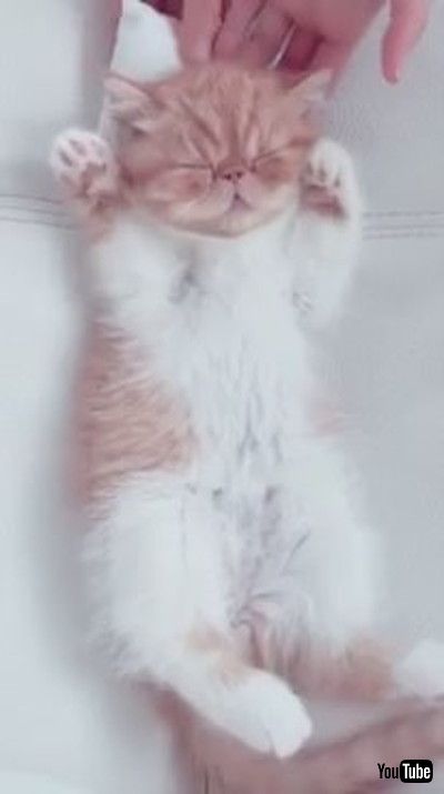 「Cat Naps And Enjoys Being Massaged With Comb - 1173387」