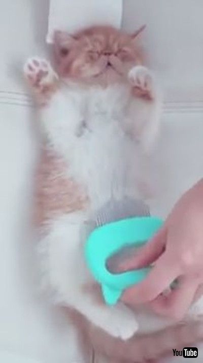 Cat Naps And Enjoys Being Massaged With Comb - 1173387」
