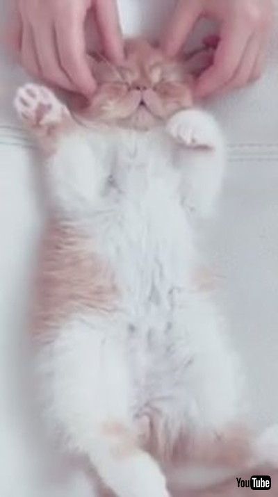 Cat Naps And Enjoys Being Massaged With Comb - 1173387」