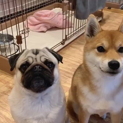 ラルくんとアキちゃんのダブルあご乗せ