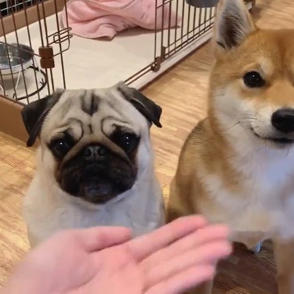 ラルくんとアキちゃんのダブルあご乗せ