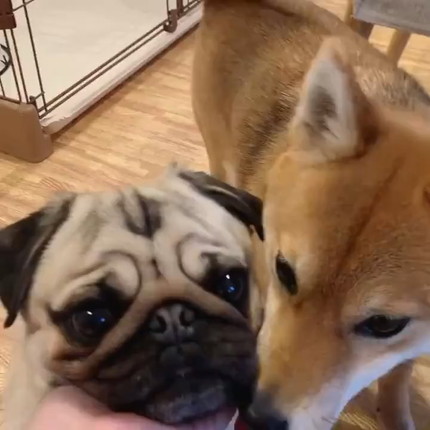 ラルくんとアキちゃんのダブルあご乗せ