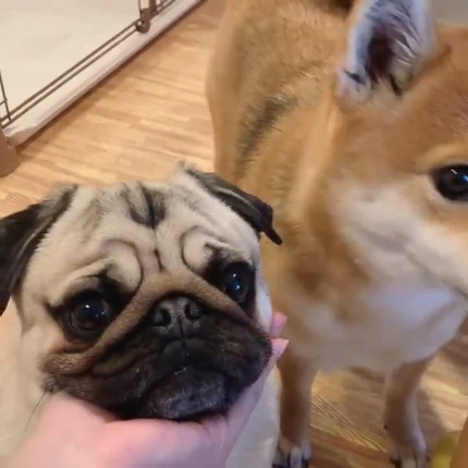 ラルくんとアキちゃんのダブルあご乗せ