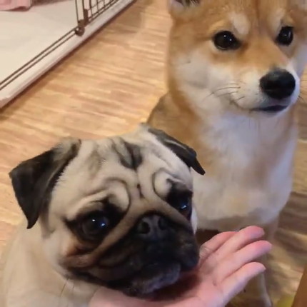 ラルくんとアキちゃんのダブルあご乗せ