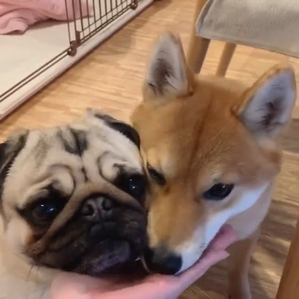 ラルくんとアキちゃんのダブルあご乗せ