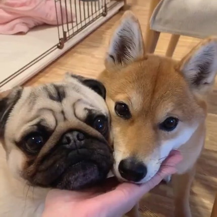 ラルくんとアキちゃんのダブルあご乗せ