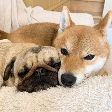 ラルくんとアキちゃん