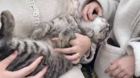 コタロー君 イチゴ農家 看板猫