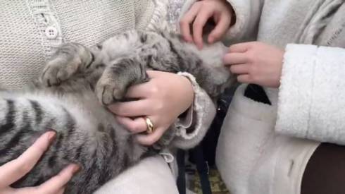 コタロー君 イチゴ農家 看板猫