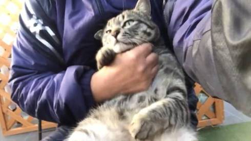 コタロー君 イチゴ農家 看板猫