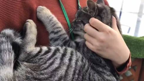 コタロー君 イチゴ農家 看板猫