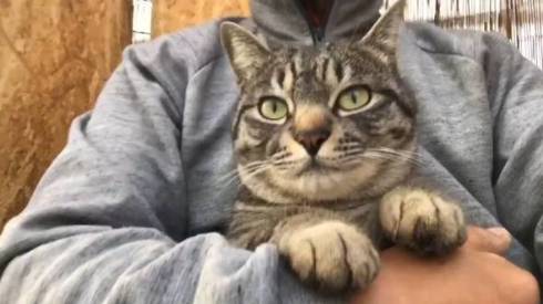 コタロー君 イチゴ農家 看板猫