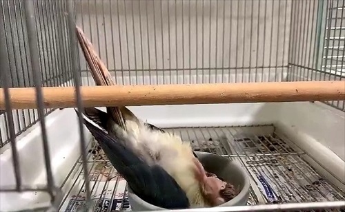 寝方のクセが強いインコ