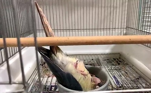 寝方のクセが強いインコ