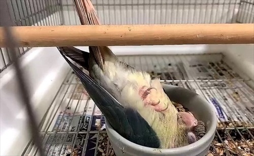 寝方のクセが強いインコ