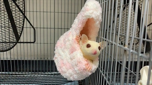 寝方のクセが強いインコ