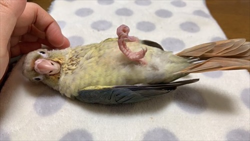寝方のクセが強いインコ