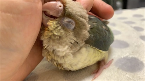 寝方のクセが強いインコ