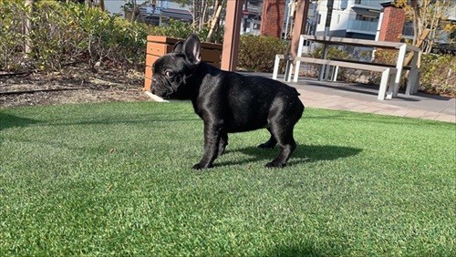 寝方のクセが強いインコ