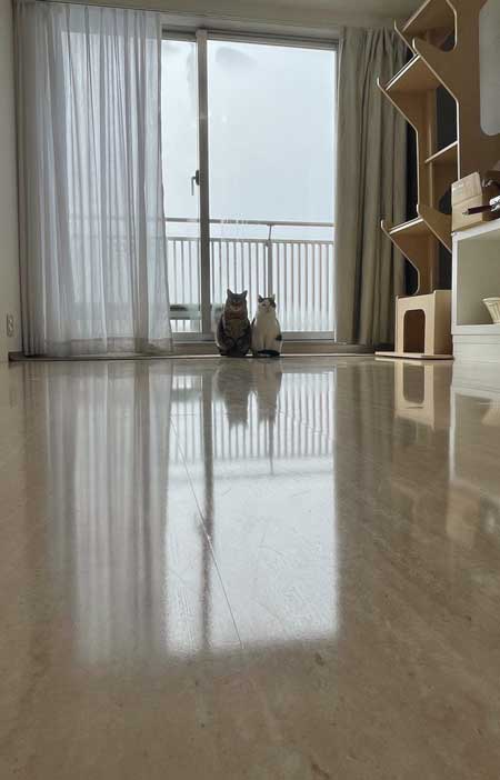 ねこ