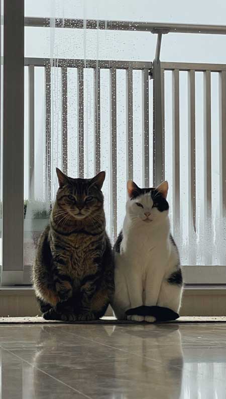 猫