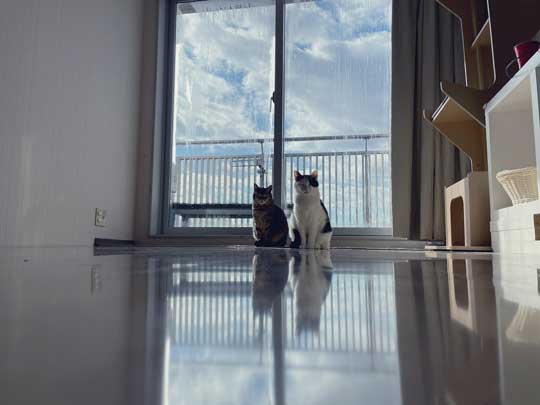 窓 美しすぎて 泣けてきた 猫 2匹 ねこナビ編集部