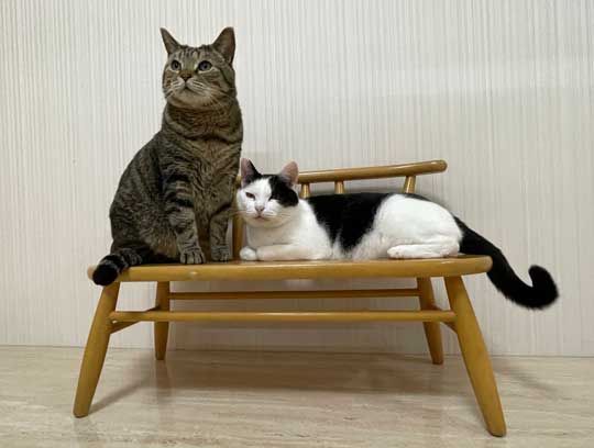 窓 美しすぎて 泣けてきた 猫 2匹 ねこナビ編集部