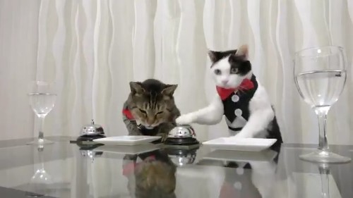 窓 美しすぎて 泣けてきた 猫 2匹 ねこナビ編集部