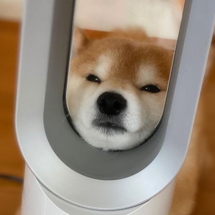 ダイソンにあご乗せ大ちゃん