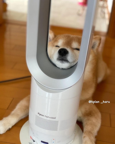 ダイソンにあご乗せ大ちゃん