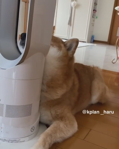ダイソンにあご乗せ大ちゃん