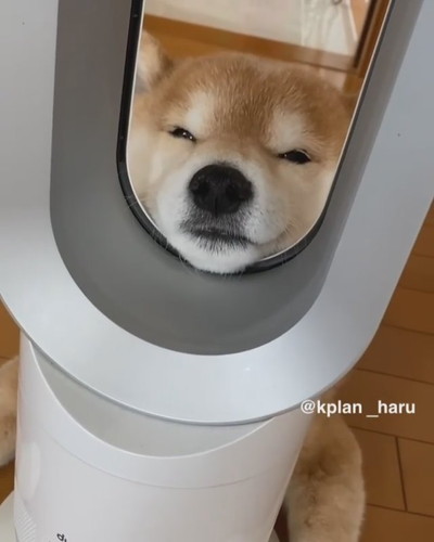 ダイソンにあご乗せ大ちゃん