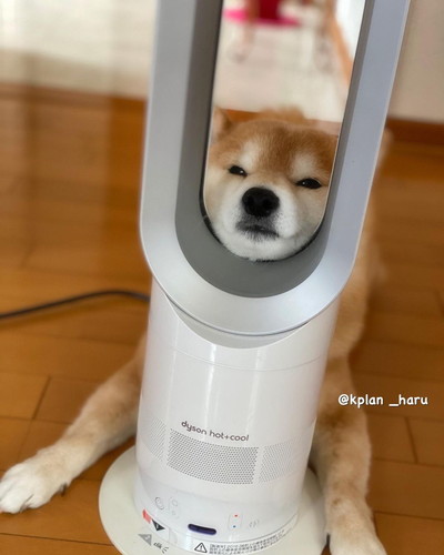 ダイソンにあご乗せ大ちゃん