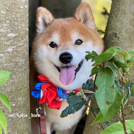 大ちゃんいろいろ