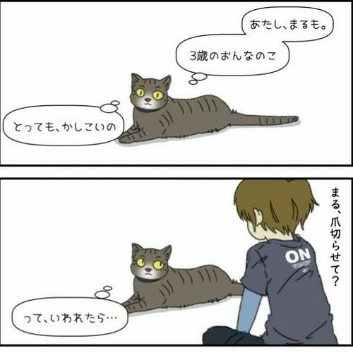 猫
