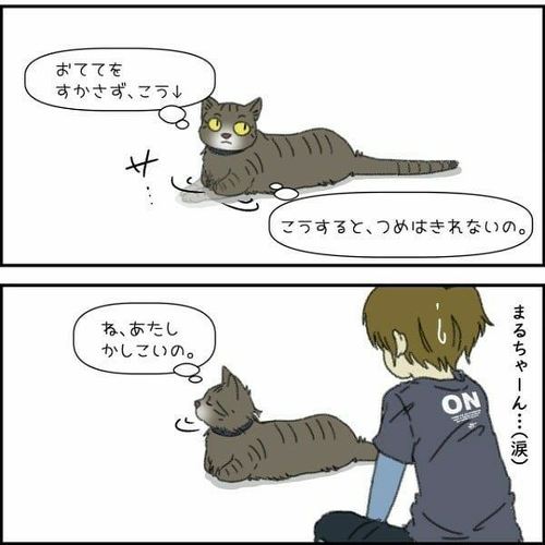 猫