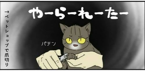 猫