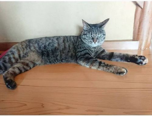 猫