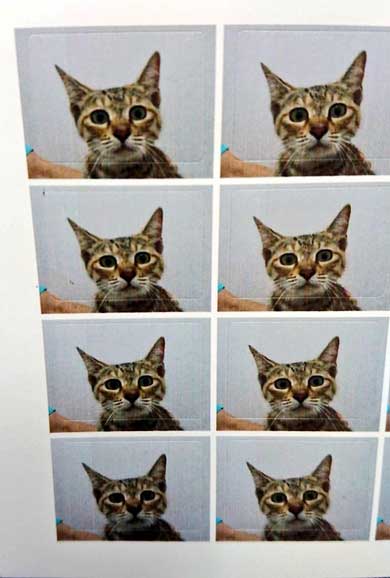 猫 動物病院 写真 サービス 指名手配 注射 直前 怯え 顔