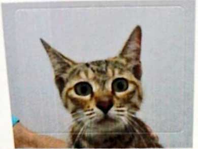 猫 動物病院 写真 サービス 指名手配 注射 直前 怯え 顔