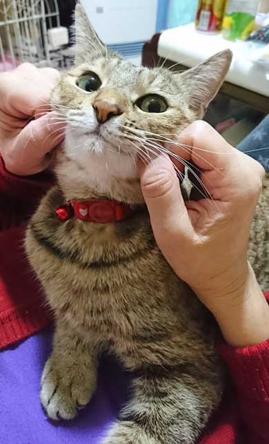 猫 動物病院 写真 サービス 指名手配 注射 直前 怯え 顔