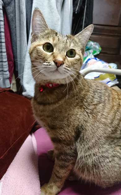 猫 動物病院 写真 サービス 指名手配 注射 直前 怯え 顔