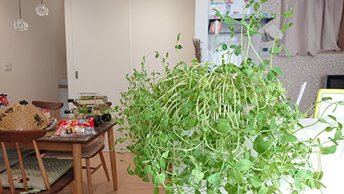 育ちすぎた豆苗　横から