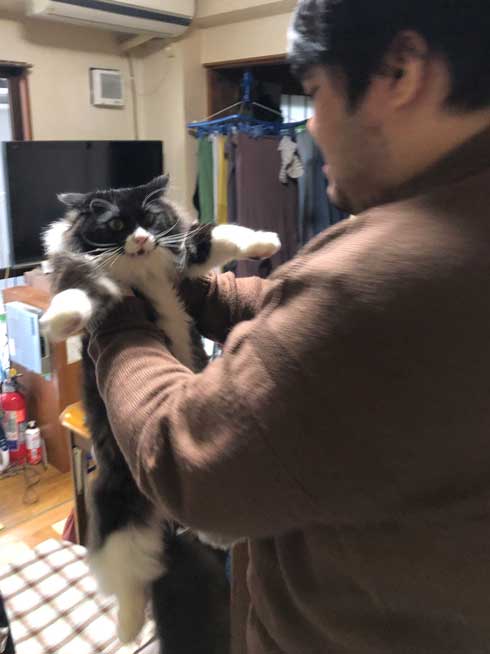 実家 猫 嫌そうな顔 スカート 澤部渡 猫の日