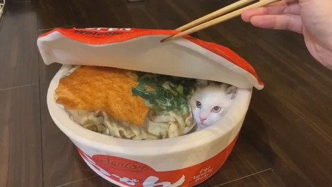 うどんハウスとメルくん