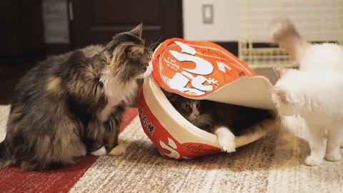 うどんクッションとメルくん