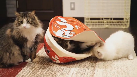 うどんクッションとメルくん