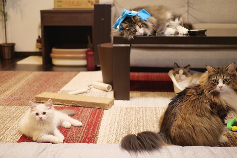 ネコちゃんたち